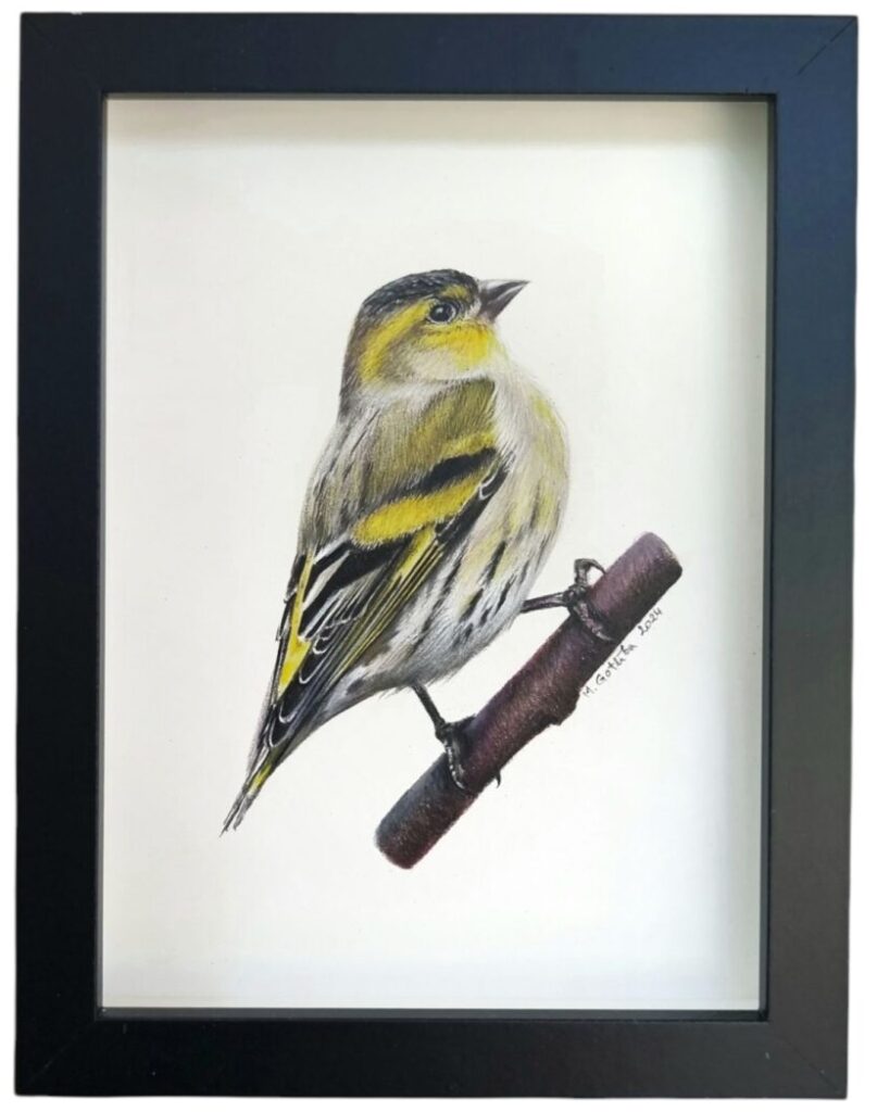 Illustration of a Siskin