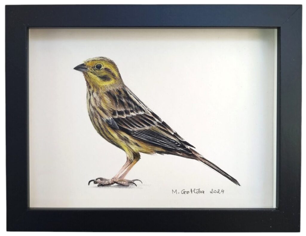 Yellowhammer illustration