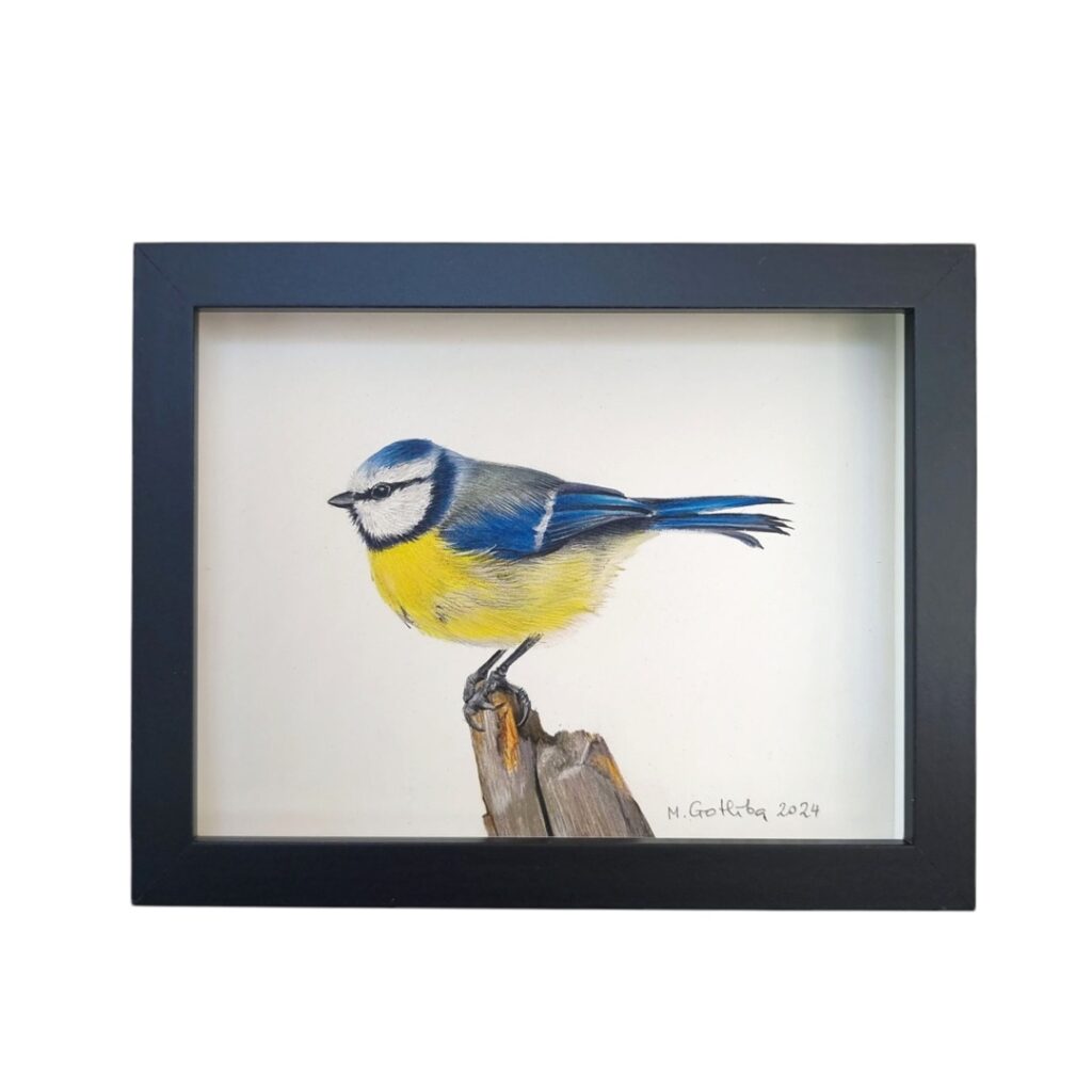 Blue tit illustration