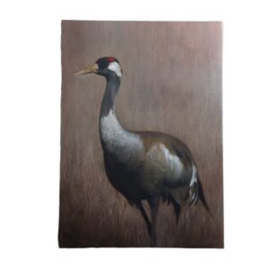 Common crane portrait