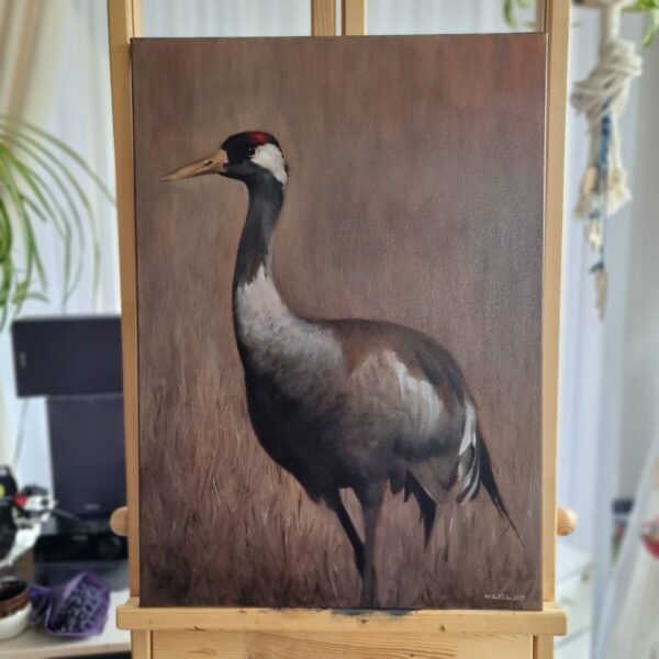 Common crane portrait