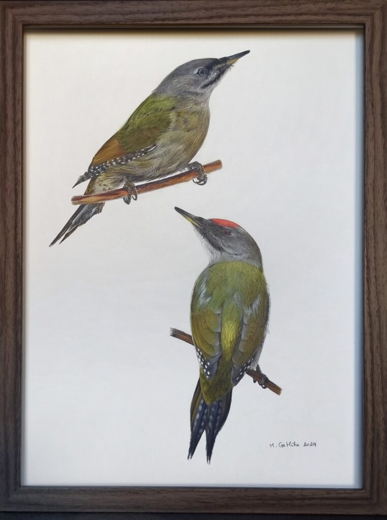 grey-headed woodpecker illustration