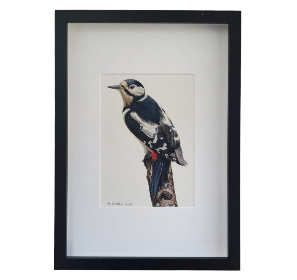 Illustration of a female great spotted woodpecker