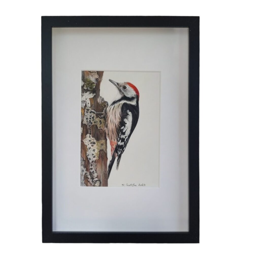 Illustration of a middle spotted woodpecker