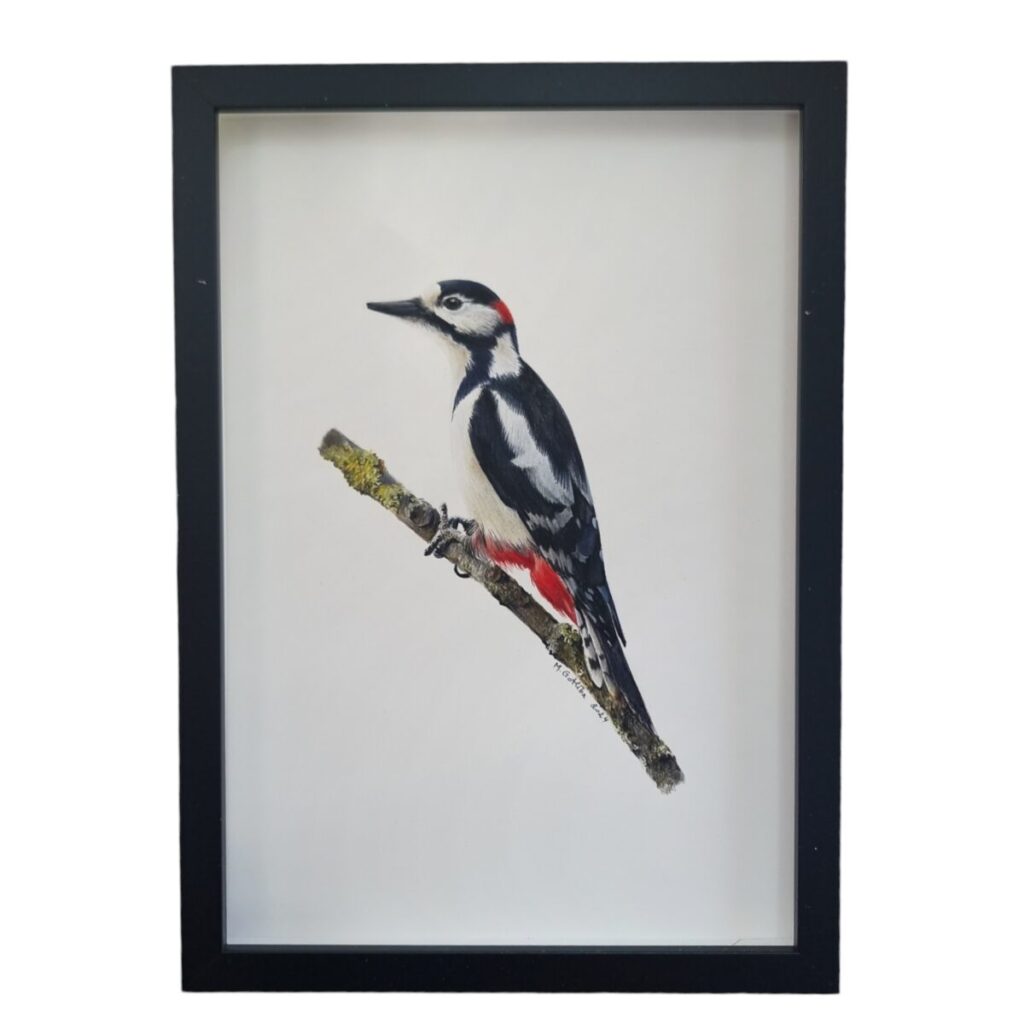 Illustration of a male great spotted woodpecker