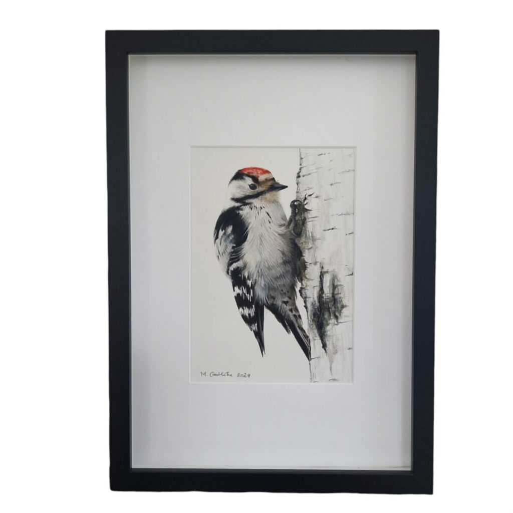 Illustration of a male lesser spotted woodpecker