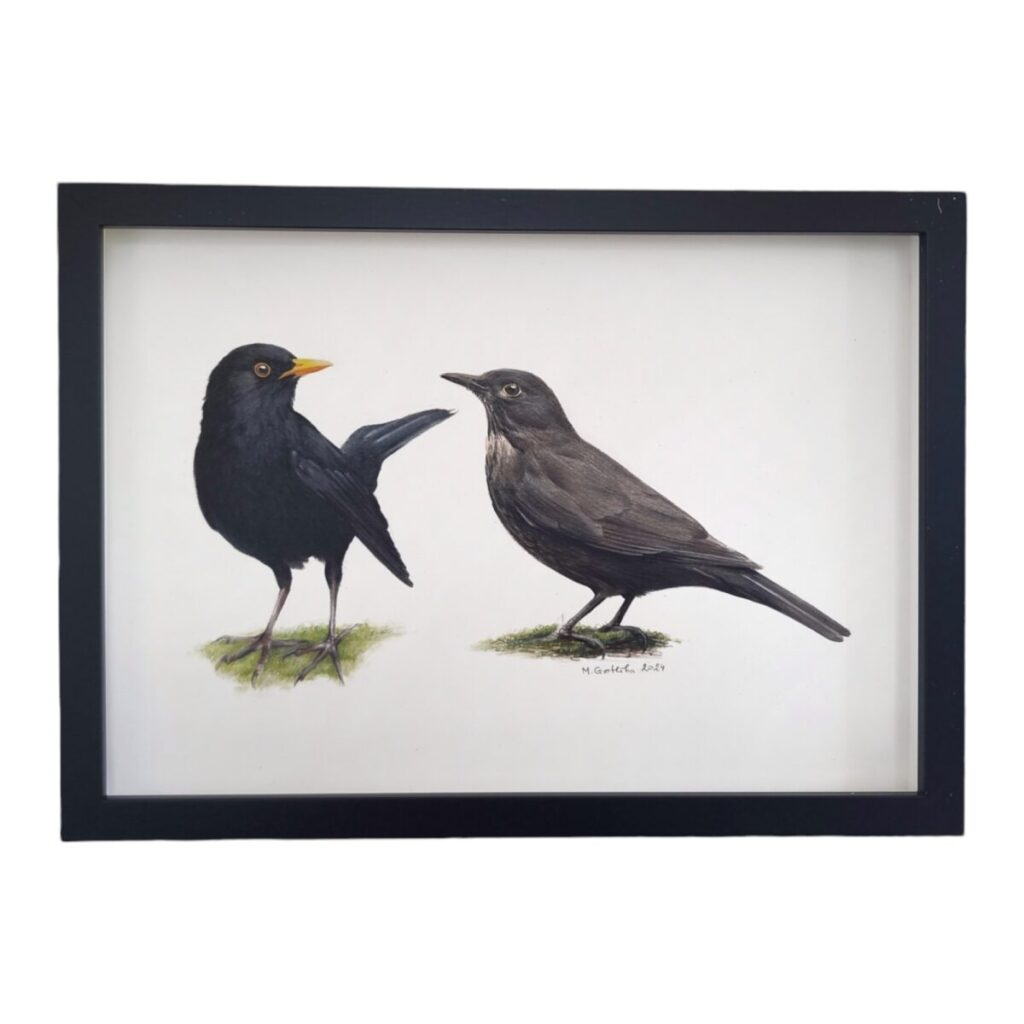 Illustration of a Eurasian blackbird couple