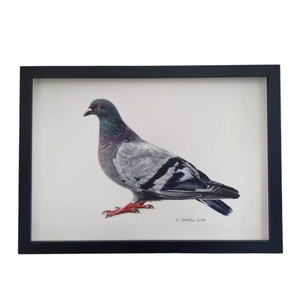 Ilustration of a rock pigeon