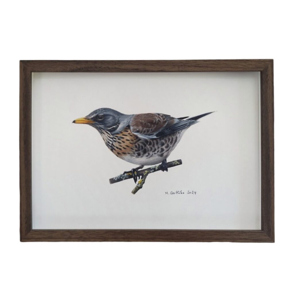 Ilustration of a fieldfare