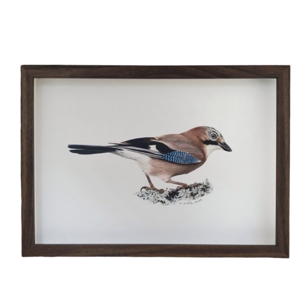 Ilustration of an Eurasian jay