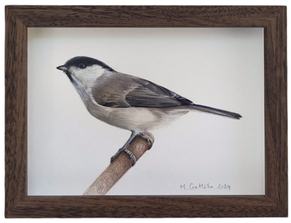 Marsh tit illustration