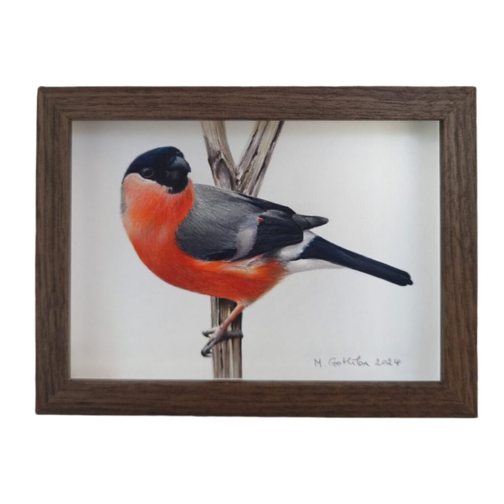 Illustration of a male bullfinch