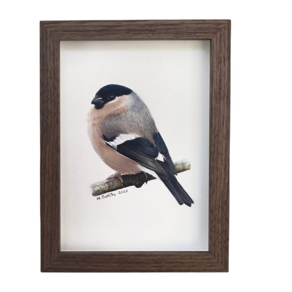 Illustration of a female bullfinch