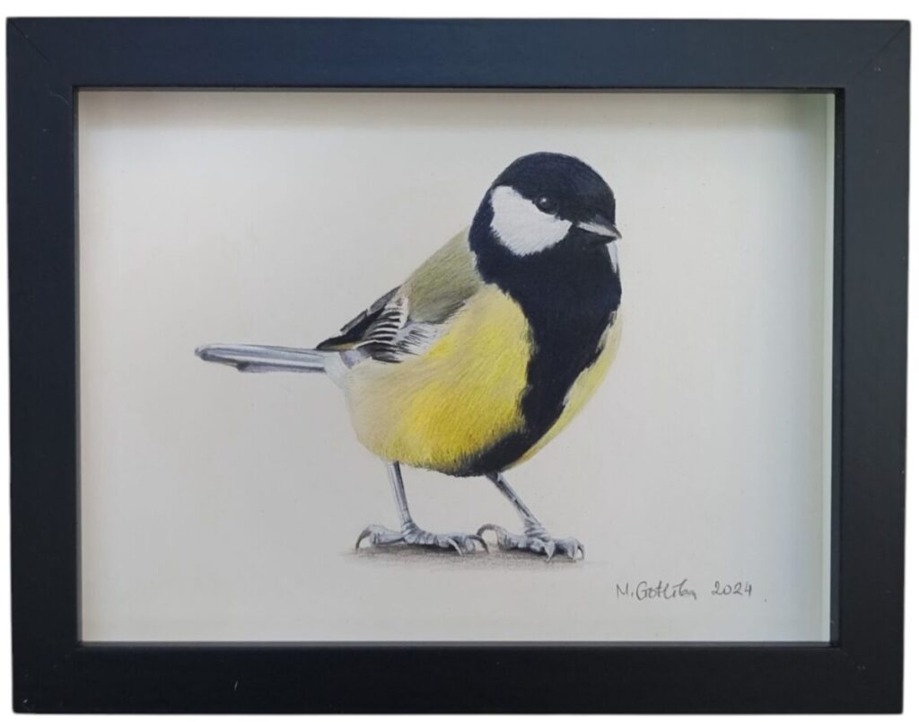 Great tit illustration