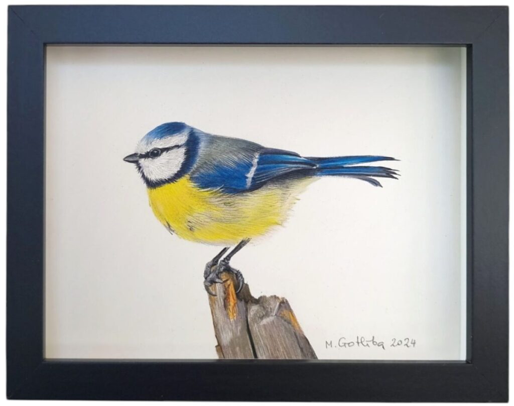 Blue tit illustration
