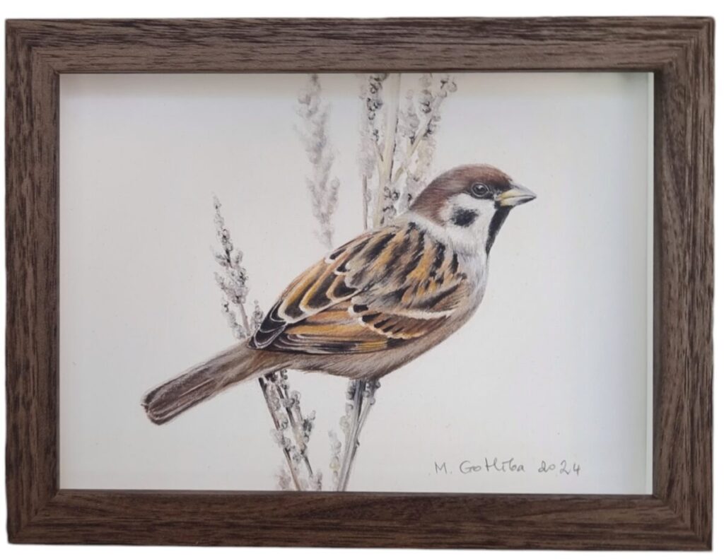 Illustration of a cute tree sparrow by Marta Gotlība.