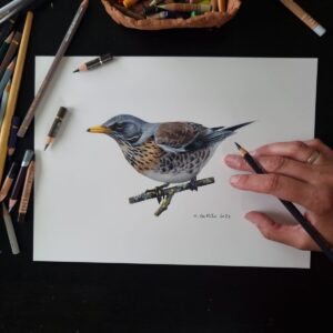 Fieldfare illustration