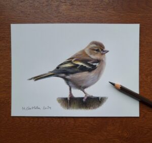 Common chaffinch drawing