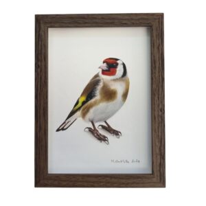 Illustration of a Goldfinch
