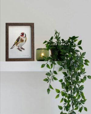 Illustration of a Goldfinch