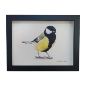 Great tit illustration