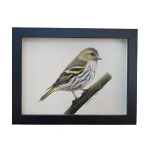 Eurasian siskin drawing
