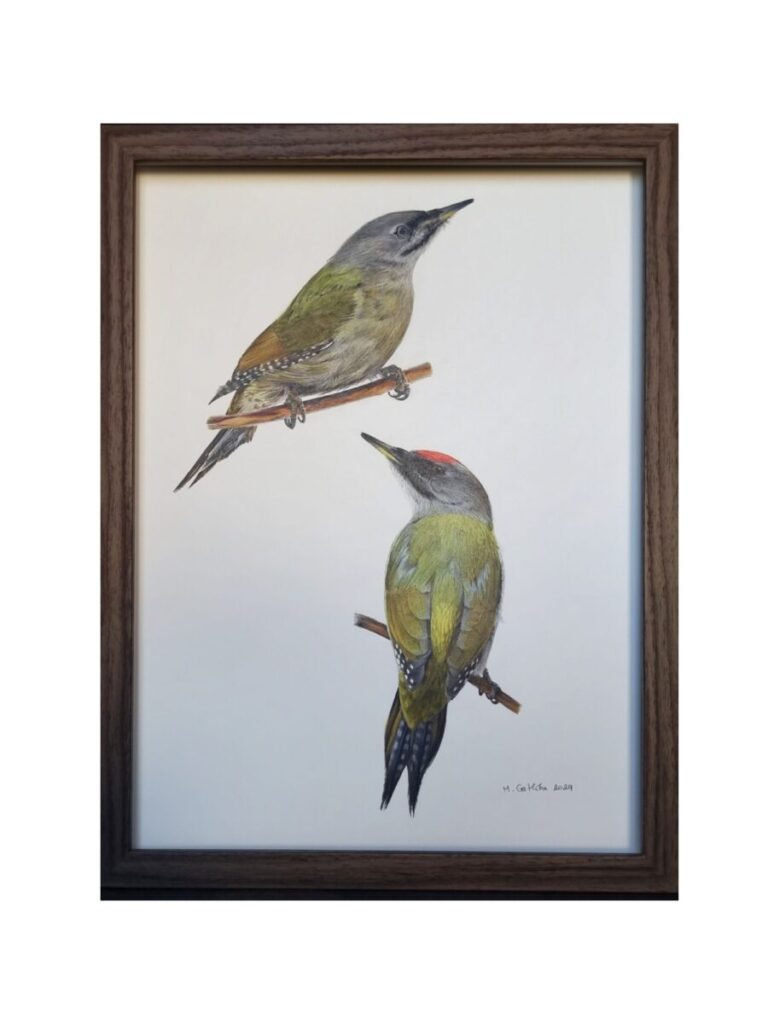 grey-headed woodpecker