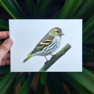 Eurasian siskin drawing