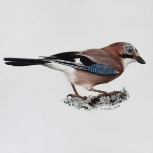 Eurasian jay illustration