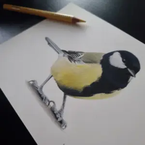Great tit detail