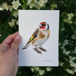 Illustration of a Goldfinch