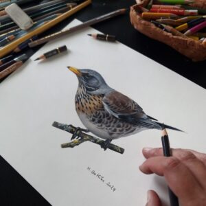 fieldfare illustration