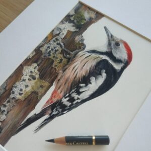 middle spotted woodpecker