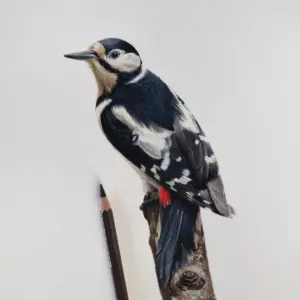 great spotted woodpecker