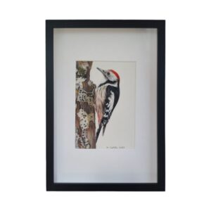 middle spotted woodpecker