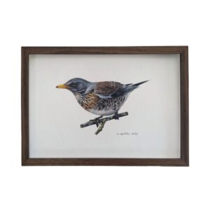 fieldfare illustration