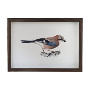 Eurasian jay illustration