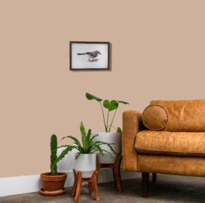 Eurasian jay illustration