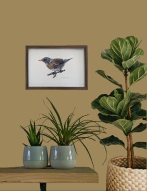 fieldfare illustration