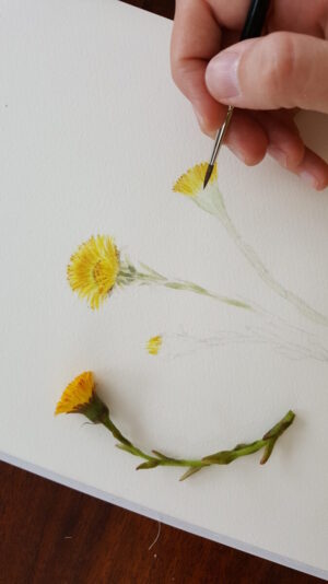Coltsfoot painting