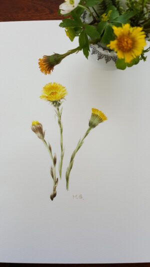 Coltsfoot painting
