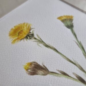 Coltsfoot painting close-up