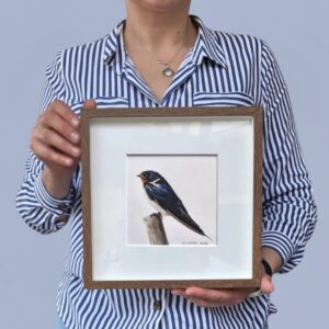 Barn swallow illustration