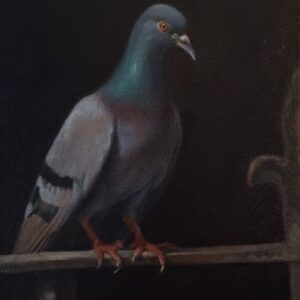 Rock pigeon