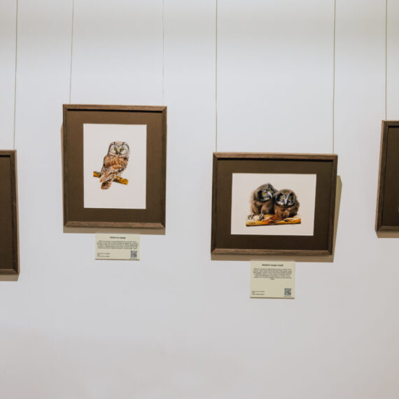 Exhibition "In the forest"