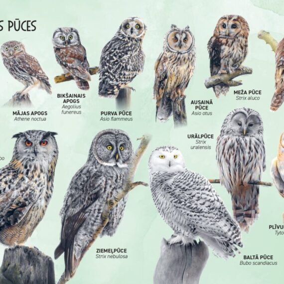Owl guide