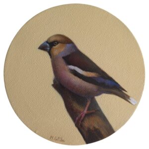 Hawfinch painting