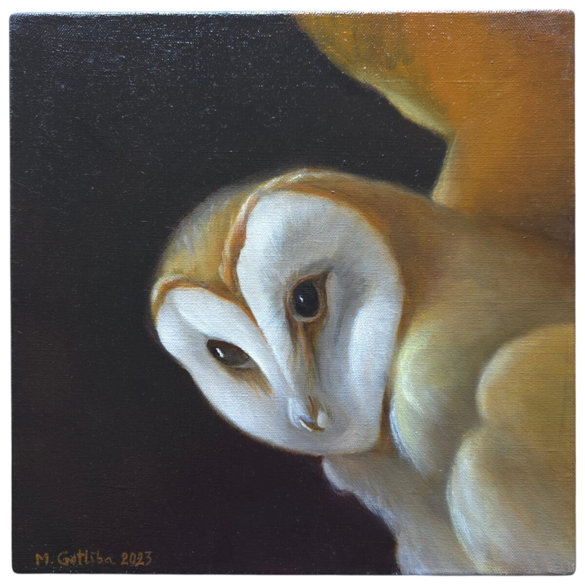 Barn owl
